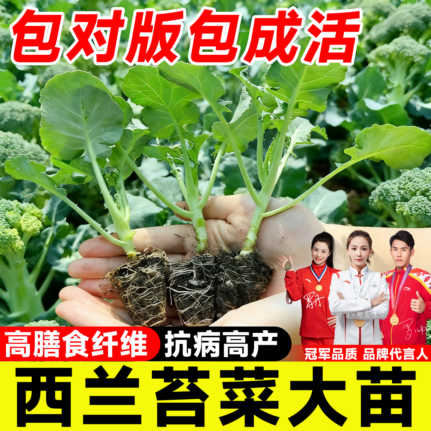 正宗西兰苔菜大苗好养易活