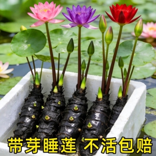 睡莲水培植物四季水养荷花水莲花盆栽花卉水池塘大睡莲根块带花苞