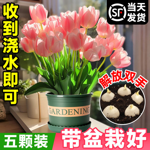 带盆栽好！进口郁金香种球带花苞