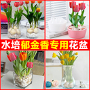 郁金香水培器皿含定植篮水养种球玻璃花盆方便换水风信子透明花瓶