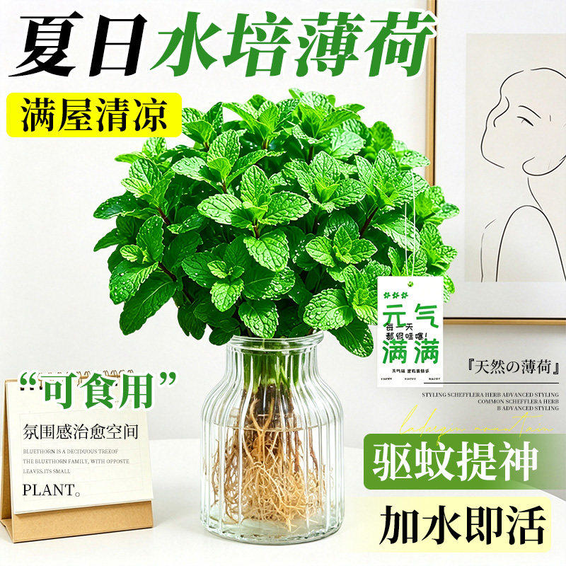 水培薄荷室内盆栽可食用迷迭香苗图片