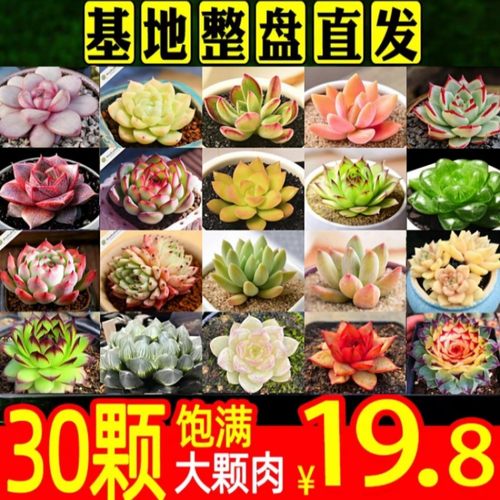 多肉植物大颗好养绿生石花室