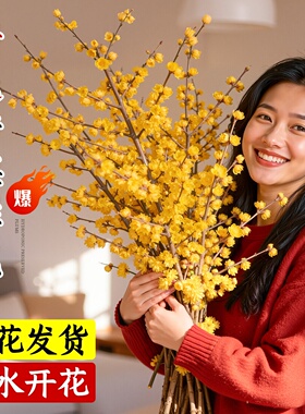 腊梅花鲜花纯水培植物室内好养梅花鲜切干枝插花花卉桌摆年宵鲜枝
