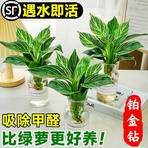 【顺丰包邮】Top！铂金钻水培