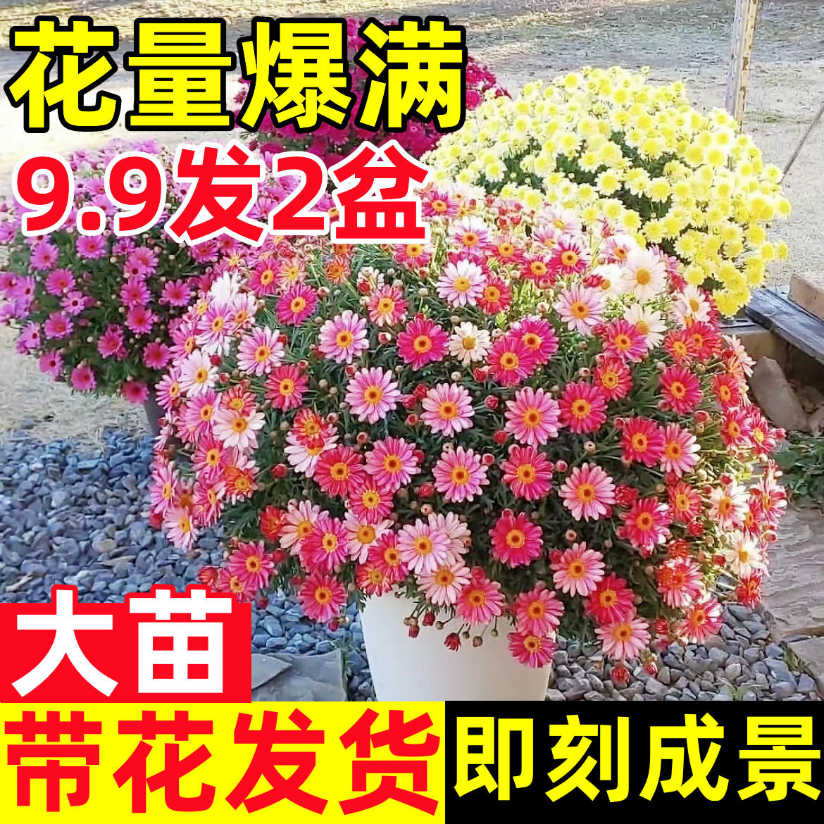 【带花发货】玛格丽特大花苗盆栽