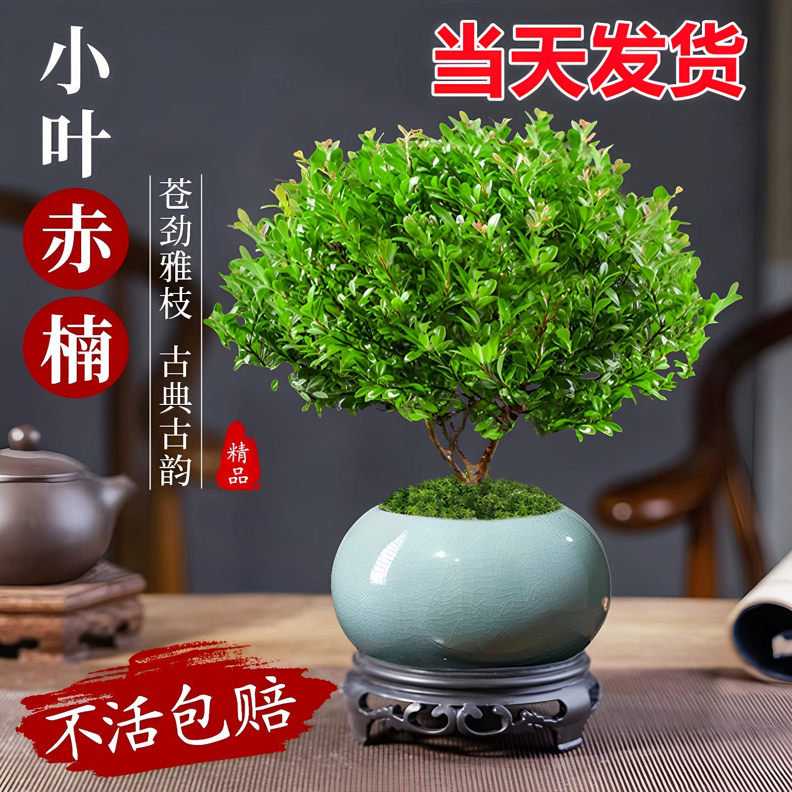 真正小叶赤楠盆景金丝楠木老桩盆栽室内办公室桌面绿植物花卉树苗