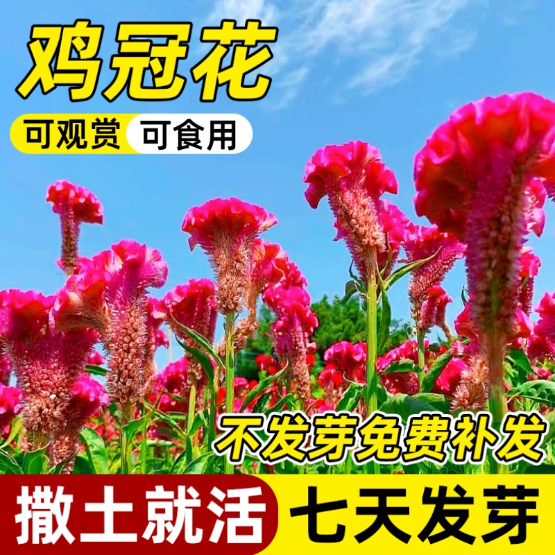 鸡冠花种子室内外凤尾羽状易种盆栽植物四季播种开花阳台庭院花籽