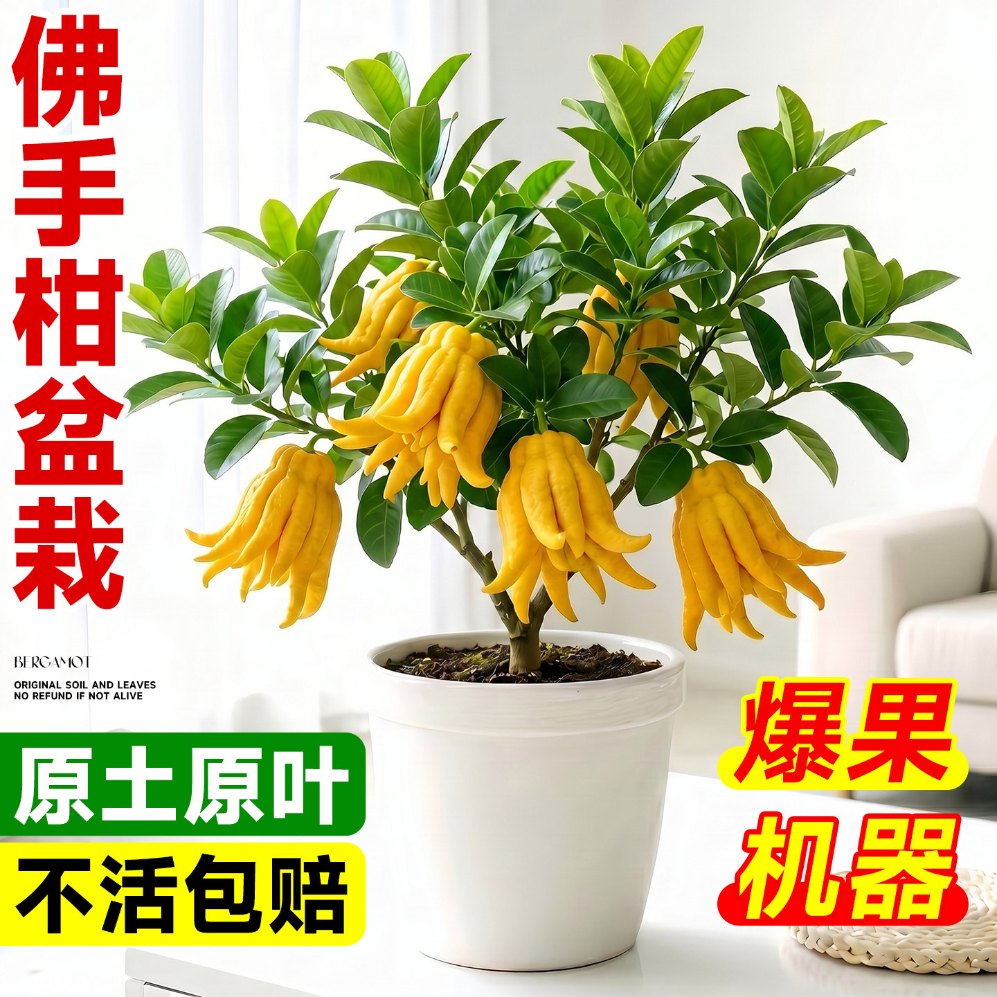 佛手树盆栽树苗带果金华佛手柑盆景可食用绿植室内外阳台庭院花卉