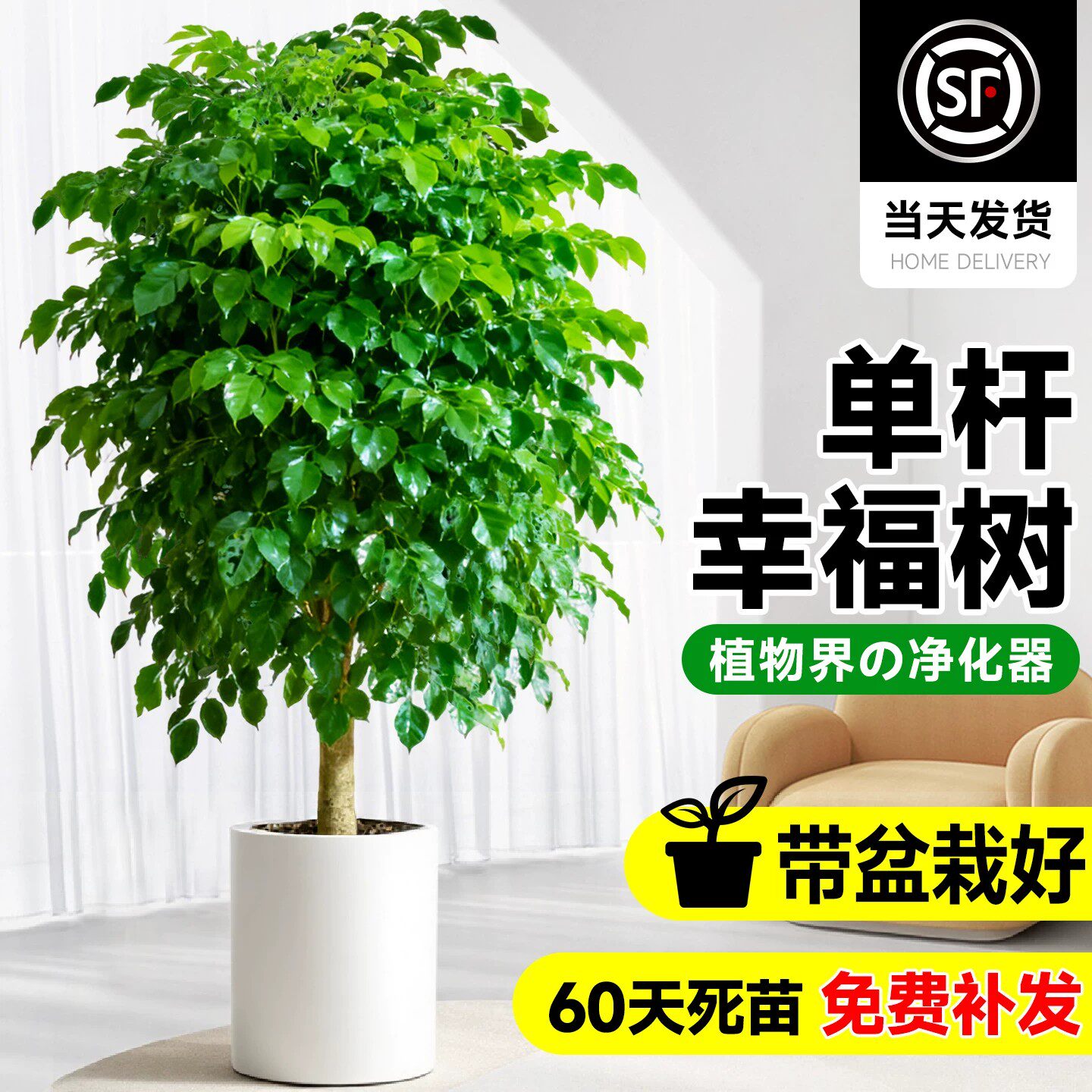 幸福树客厅盆栽四季常青发财树室内净化空气植物平安树吸甲醛绿植