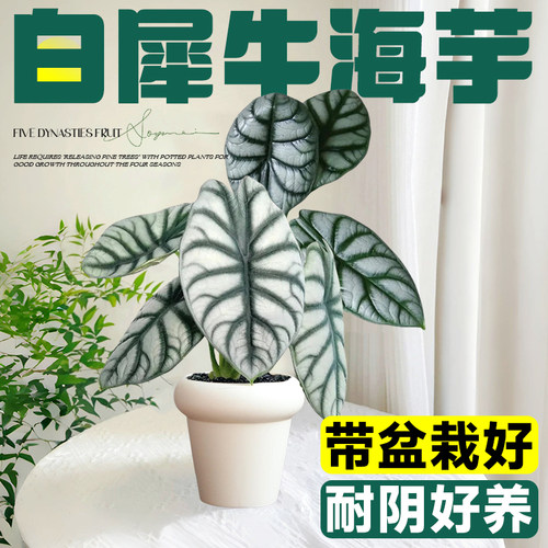 【网红ins风】白犀牛海芋盆栽