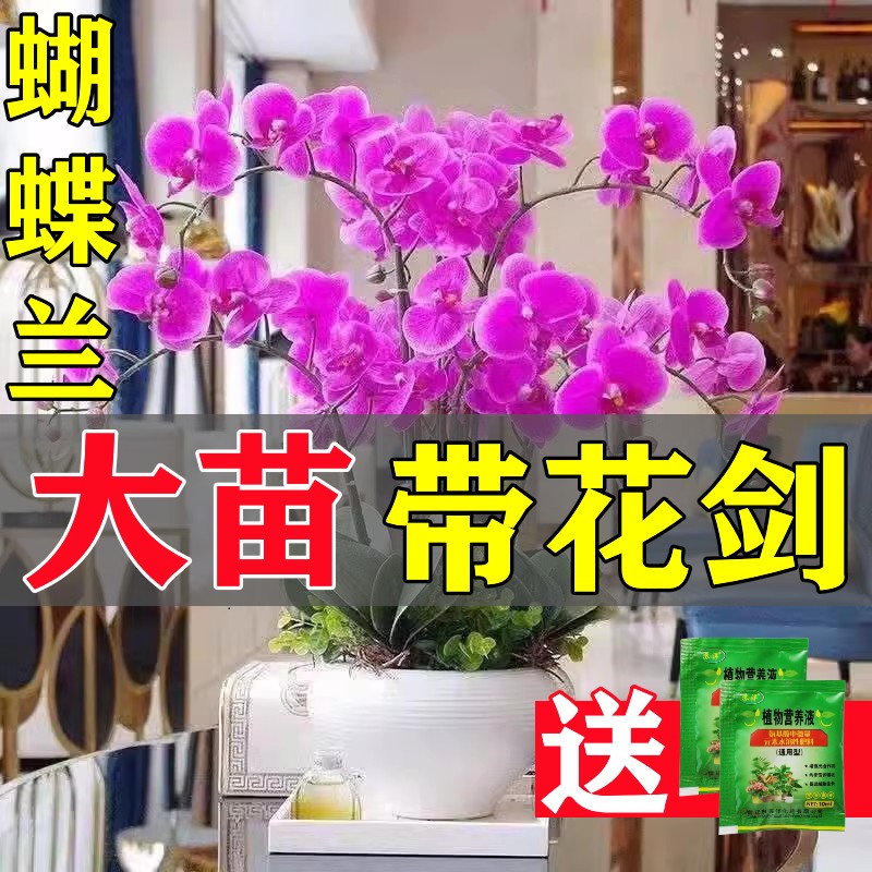 【带花剑】蝴蝶兰大苗四季好养