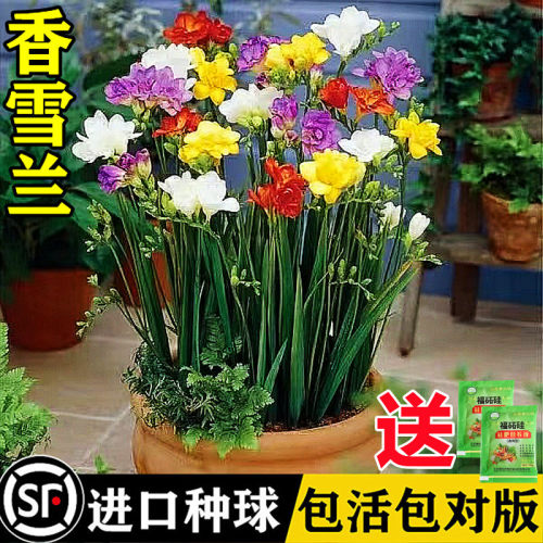 进口香雪兰小苍兰种球盆栽带花苞
