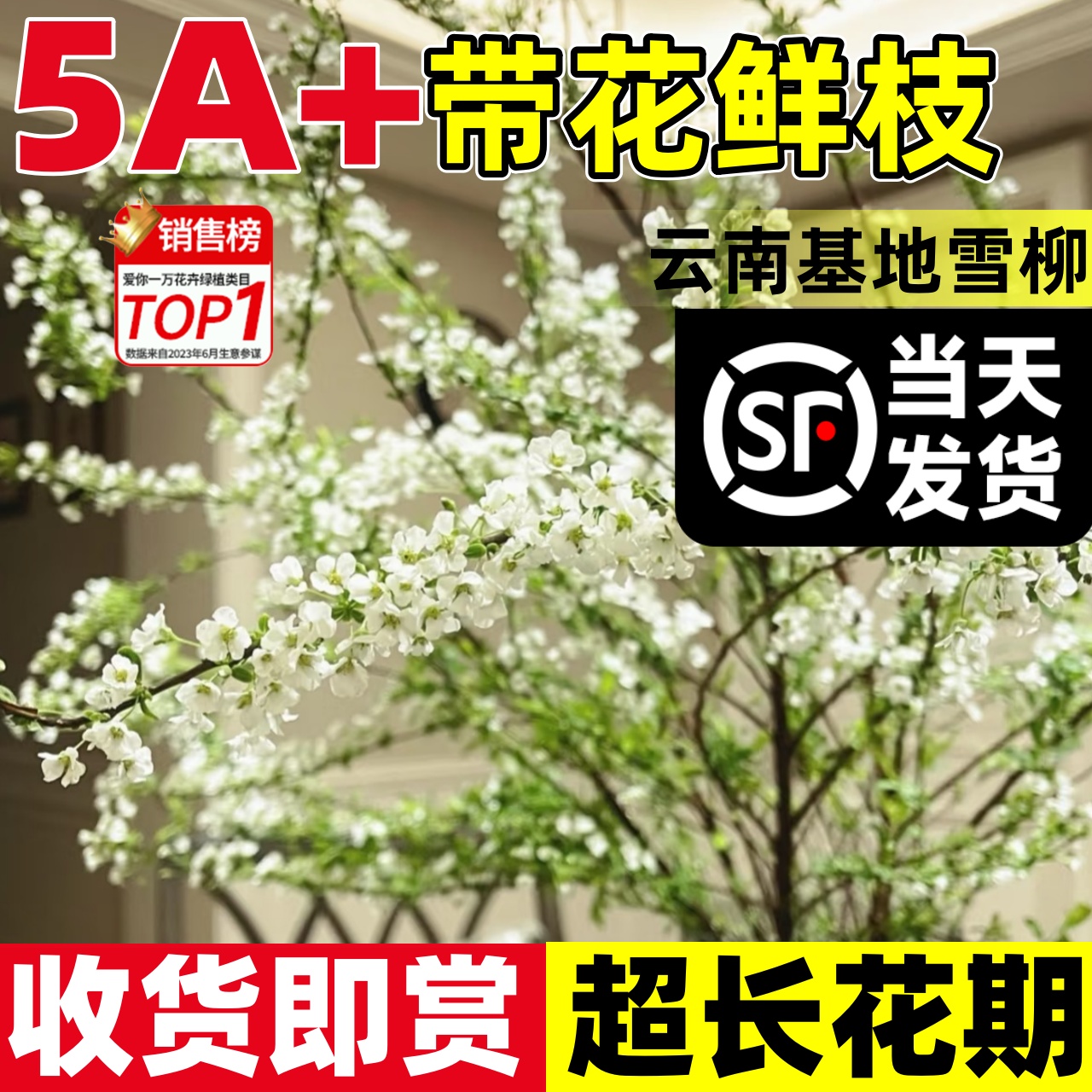 【已售1W+】雪柳鲜枝带花苞干枝