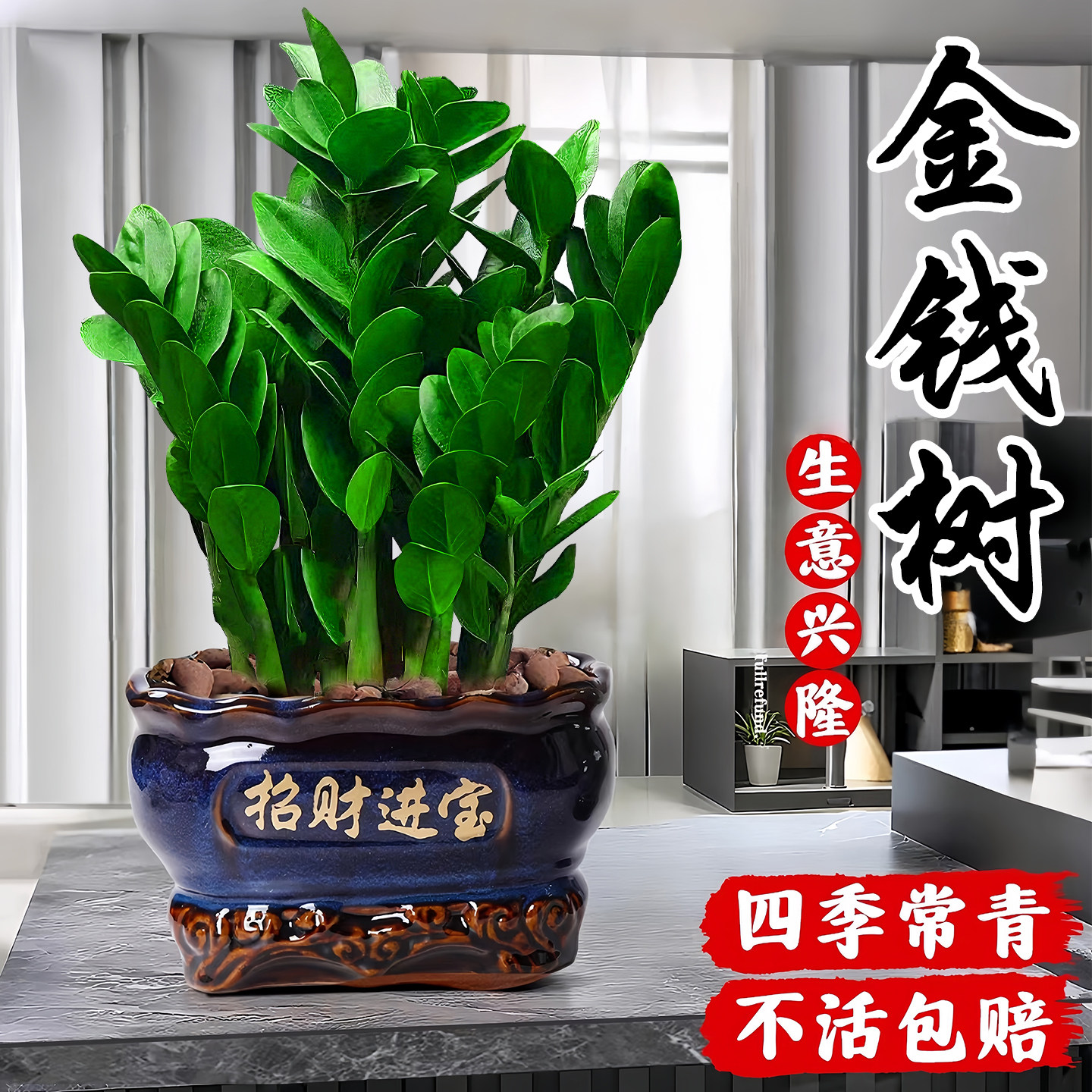 金钱树盆栽室内客厅办公室招财树钱串子大型好养花卉绿植物发财树,鲜花速递/花卉仿真/绿植园艺,大型绿植/成品组合盆栽,淘宝优惠券,粉丝福利购,淘宝优惠卷