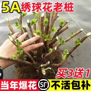 绣球花苗四季开花老桩大苗盆栽特大花阳台无尽夏庭院室外花卉植物