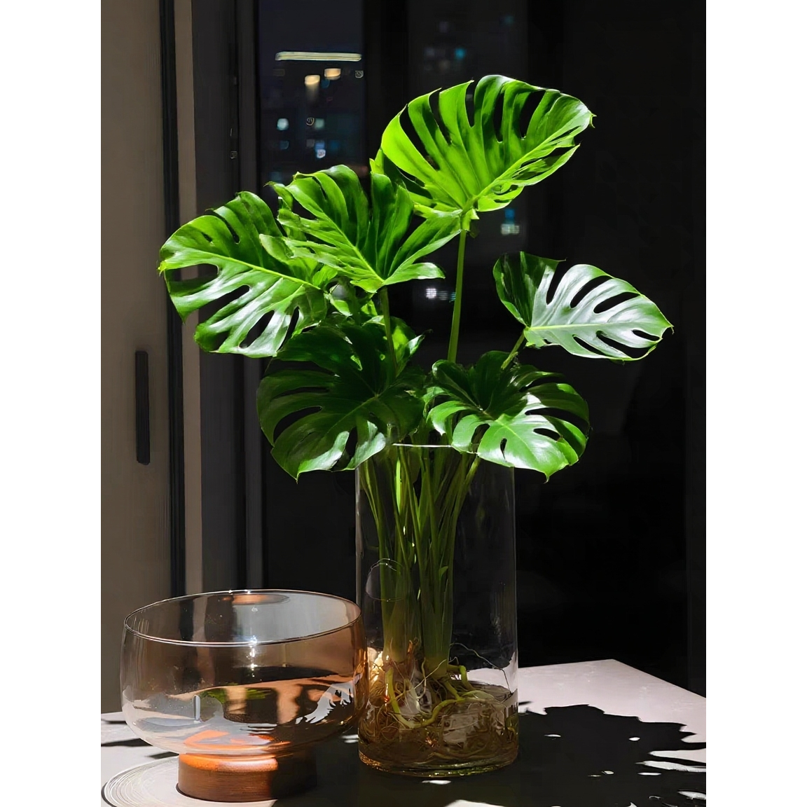 老桩龟背竹水培植物室内好养活