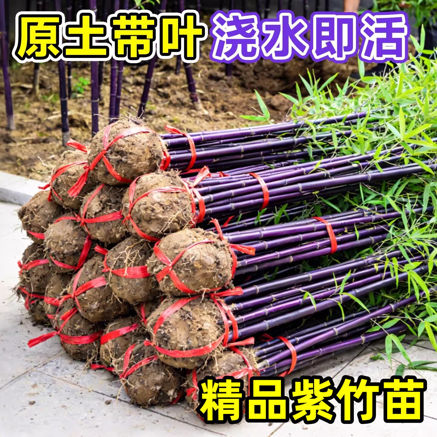 紫竹苗矮化竹子苗观赏绿植紫竹老根庭院室外耐寒热盆栽紫气东来竹
