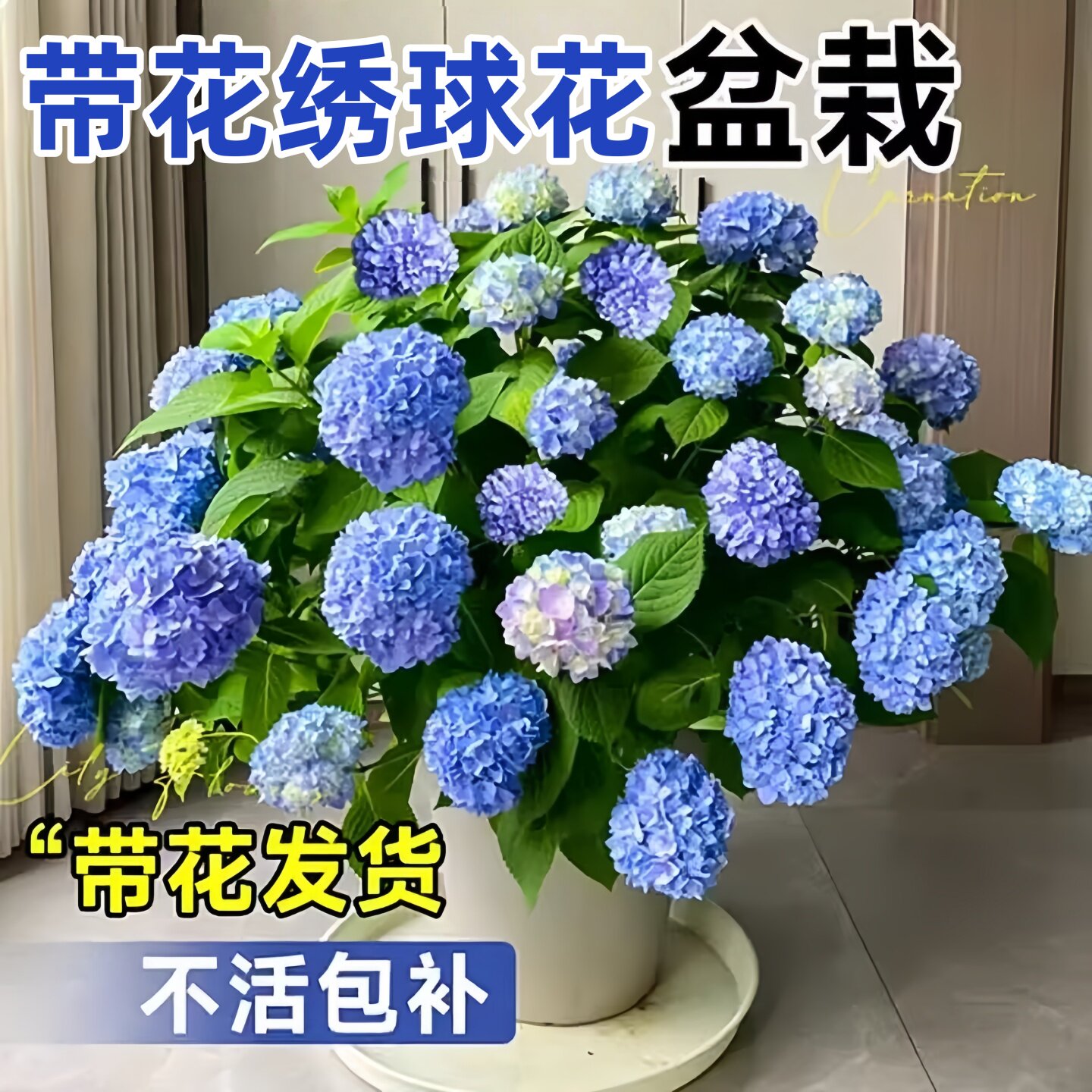 绣球花苗盆栽带花苞四季开花无尽夏老桩庭院室内阳台花卉绿植植物