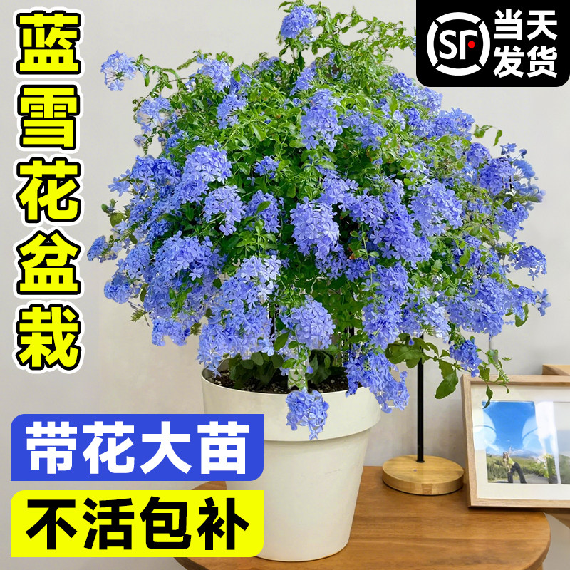 蓝雪花盆栽大苗带花苞棒棒糖爬藤阳台耐热绿植物四季开花好养花卉