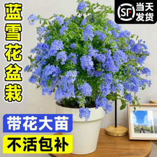 蓝雪花盆栽大苗带花苞棒棒糖爬藤阳台耐热绿植物四季开花好养花卉