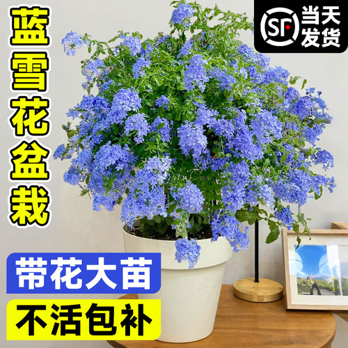 蓝雪花盆栽大苗带花苞棒棒糖爬藤阳台耐热绿植物四季开花好养花卉