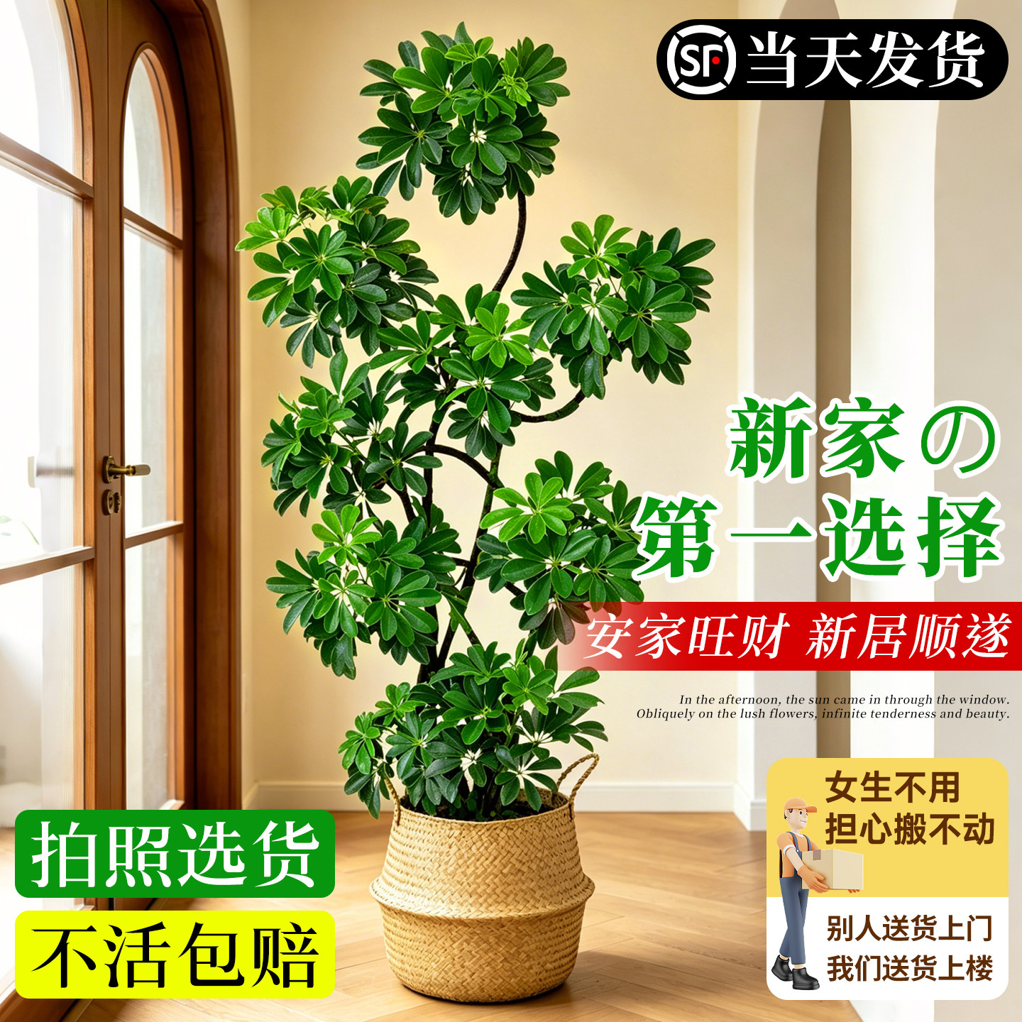 鸭脚木客厅大盆栽高级感绿