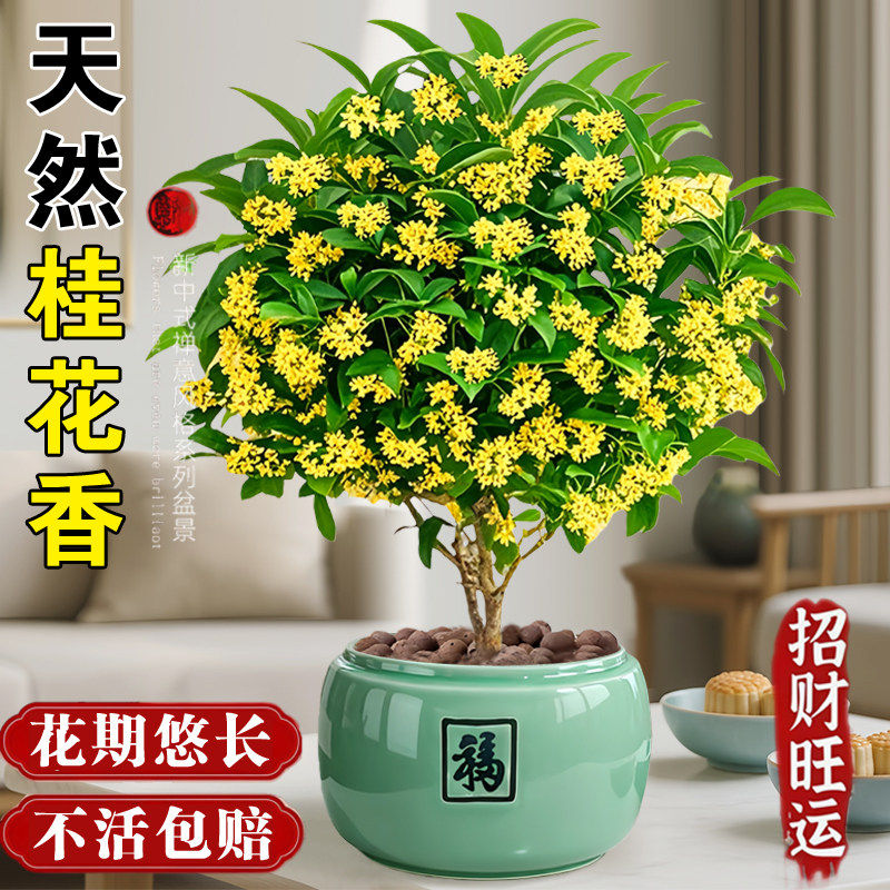 桂花树苗四季桂盆栽客厅招财旺宅办公室桌面盆景室内开花卉绿植物