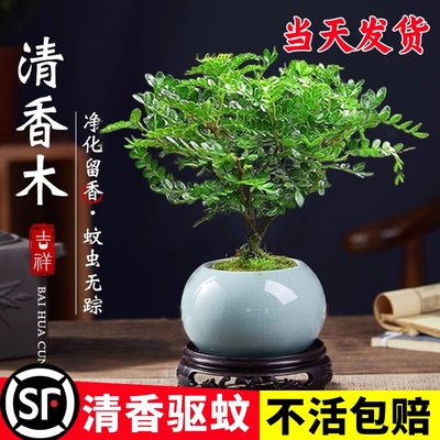 【清香驱蚊】胡椒木盆栽植物室内