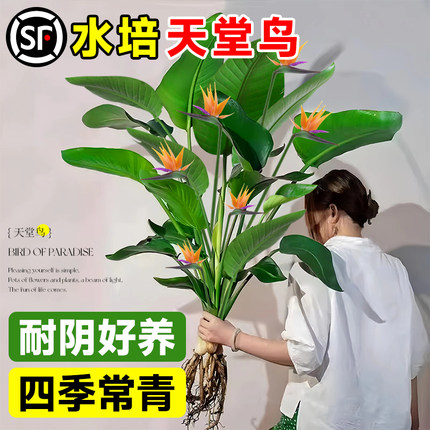 天堂鸟水培植物好养易活四季客厅绿植盆栽办公室内桌面花卉鹤望兰