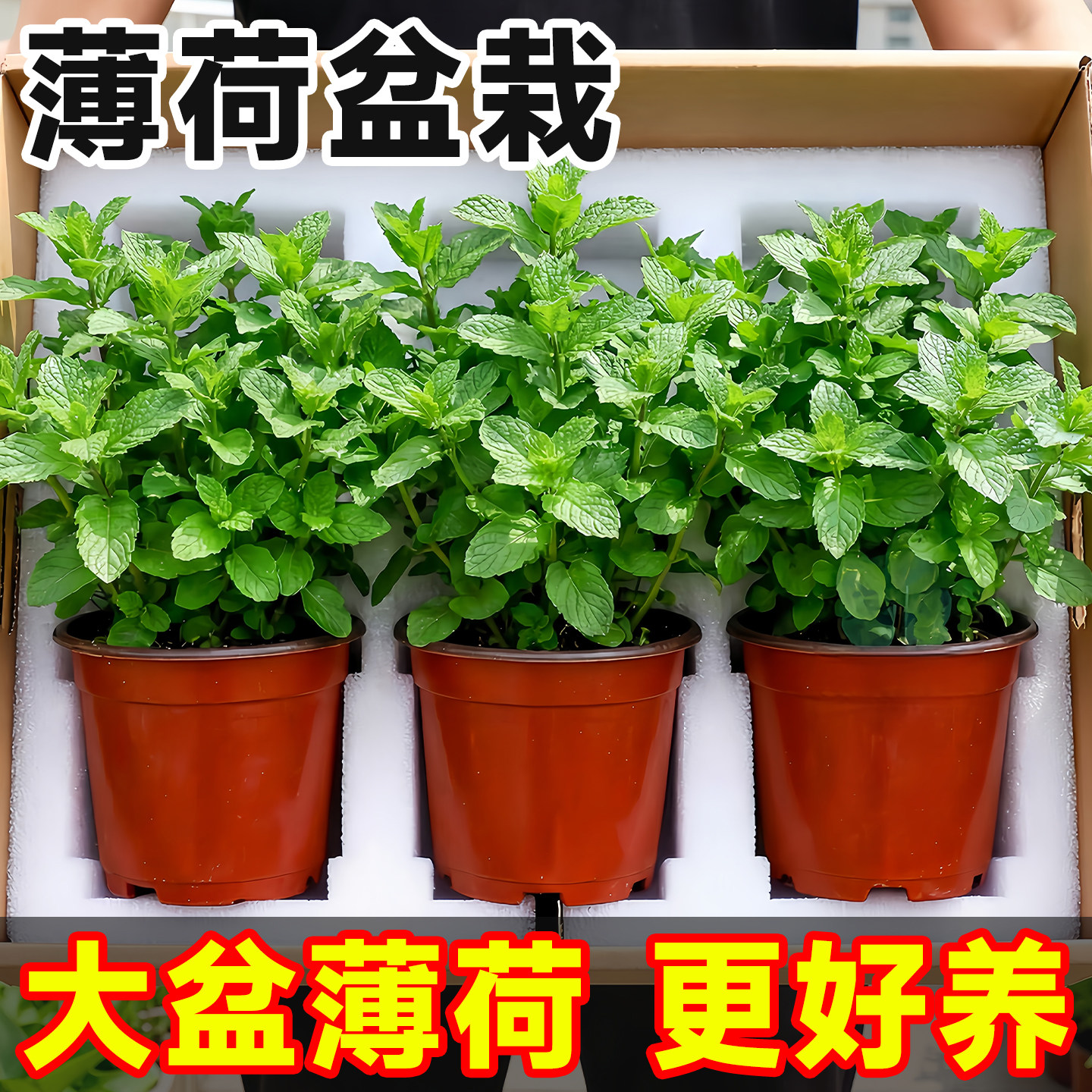 大盆薄荷盆栽可食用室内桌面绿植大苗驱蚊猫薄荷叶迷迭香四季香草