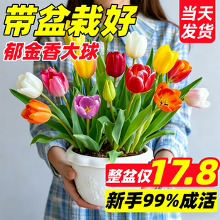 原生郁金香种球五5度球种子带花苞盆栽地栽水培植物冬季 花卉阳台