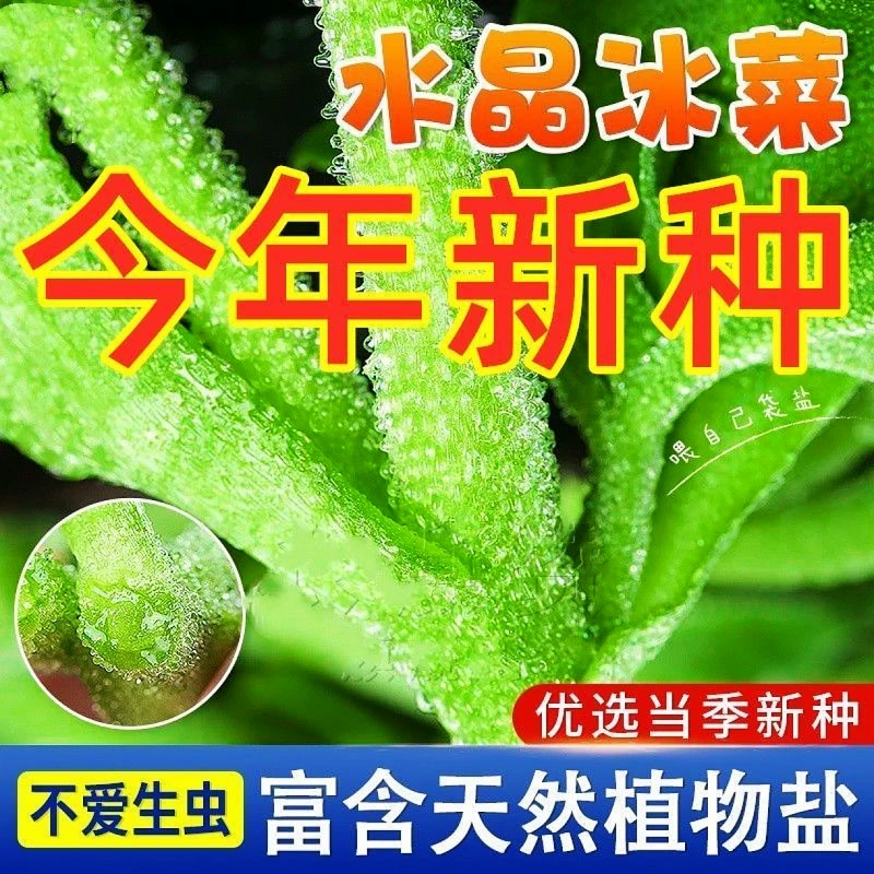 2000粒3.5元！水晶冰菜种子