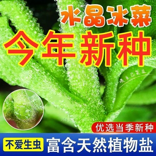 2000粒3.5元！水晶冰菜种子