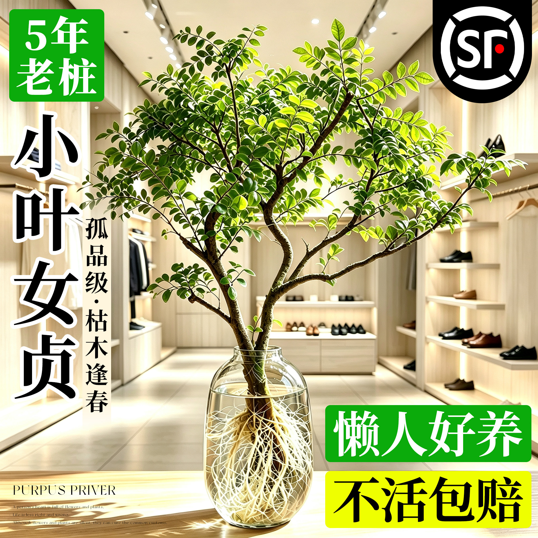 小叶女贞水培植物老桩造型树桌面绿植四季常青好养活观叶观茎植物