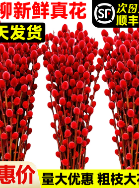 2026银柳真花鲜枝批发干花客厅摆件红色年宵花卉新年氛围装饰水培