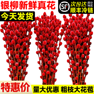 2026银柳真花鲜枝批发干花客厅摆件红色年宵花卉新年氛围装饰水培