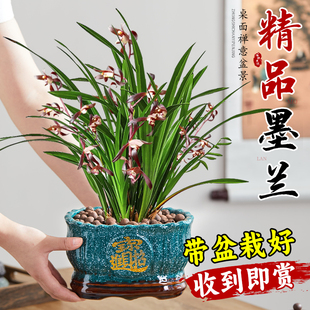 墨兰兰花盆栽带花苞大花企黑四季 名贵精品兰花苗蝴蝶兰花卉绿植物