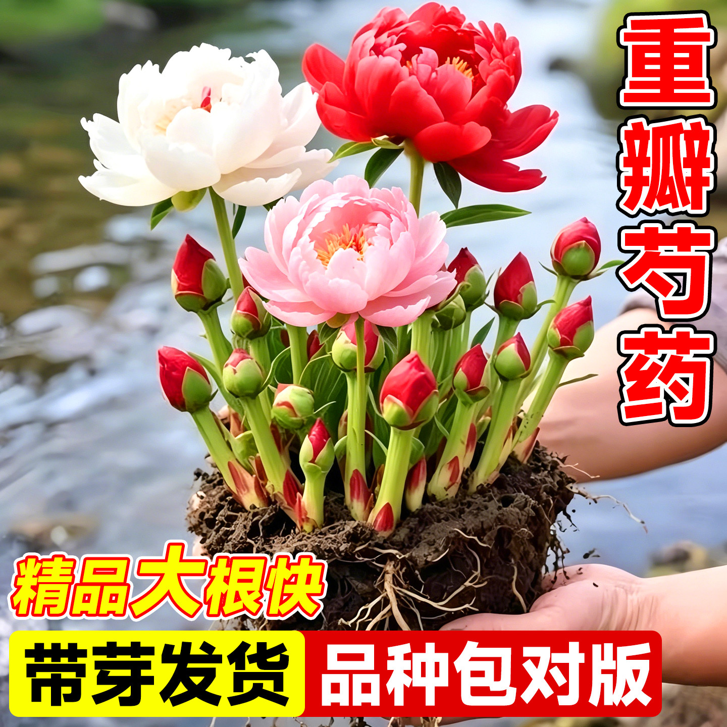 芍药花苗重瓣带芽种球大苗四季开花卉阳台庭院牡丹花种根盆栽植物