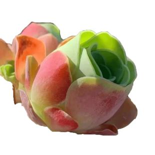 夏季多肉山地玫瑰水蜜桃酒杯粉耶罗鸡蛋翡翠球花绿多肉植物盆栽