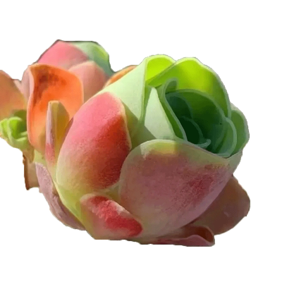【水蜜桃山地玫瑰】好养多肉植物