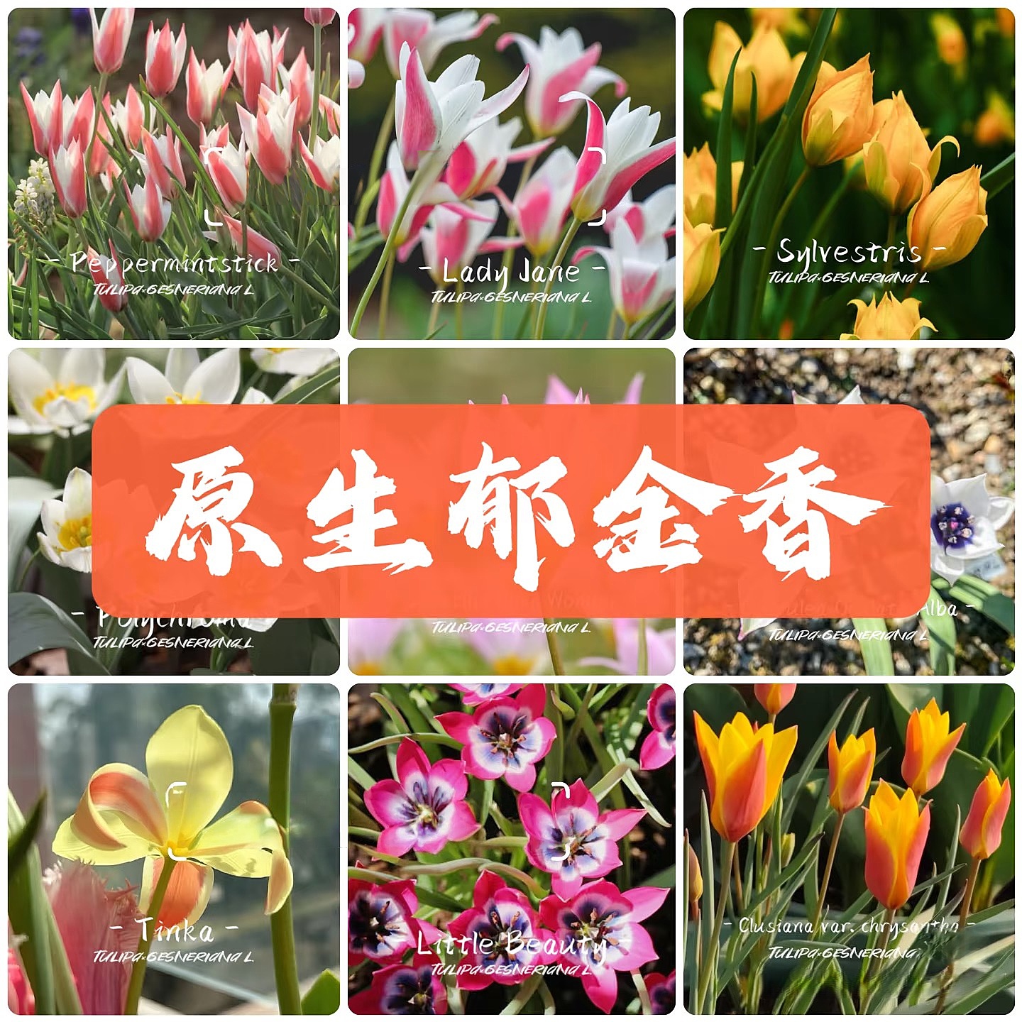 【包成活】进口原生郁金香种球