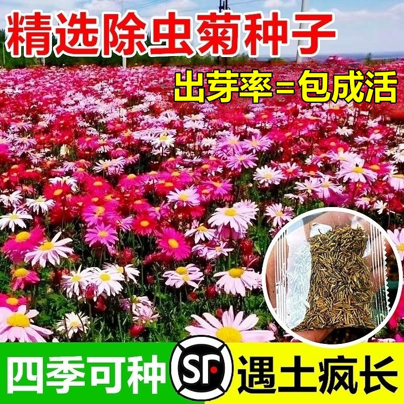 除虫菊花种籽子驱蚊苗四季播