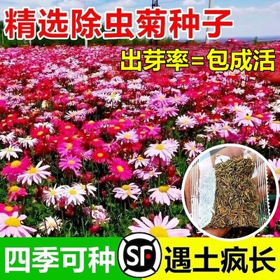 除虫菊花种籽子驱蚊苗四季播