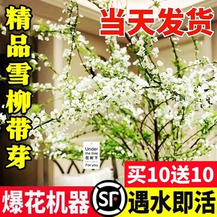 重瓣雪柳鲜枝带花苞龙柳干枝水养插花水培植物室内好养鲜花卉绿植