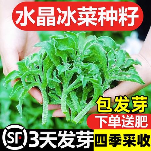 水晶冰菜种籽阳台蔬子大全