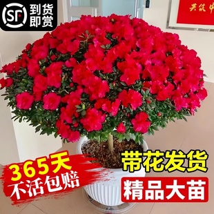 杜鹃花盆栽带花苞2025新年宵花卉鲜花山茶花四季开室内好养绿植