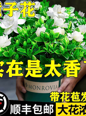 栀子花盆栽花卉植物室内绿萝箩阳台水培绿植茉莉花四季好养九里香