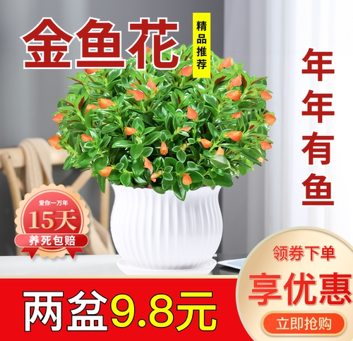 金鱼花吊兰盆栽室内绿植四季常青