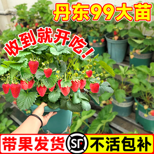 丹东99草莓新苗秧盆栽带果秋冬四季结果奶油特大号可食用阳台种植