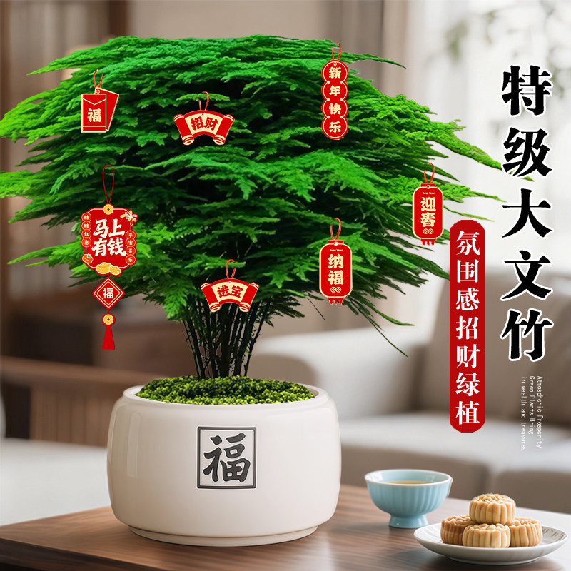 大文竹盆栽招财旺宅桌面盆景办公室内客厅茶室禅意绿植物四季卧室,鲜花速递/花卉仿真/绿植园艺,绿植,淘宝优惠券,粉丝福利购,淘宝优惠卷